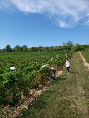 Vendanges champagne Chassenay d'Arce 2022