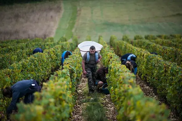 Vignes domaine Thomas